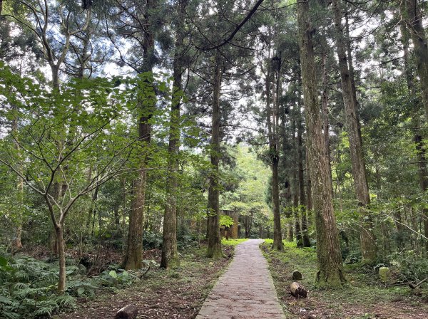 [山頂鳥40周年會員大縱走-13/15] 2024_0804 東眼山自導式步道2565411