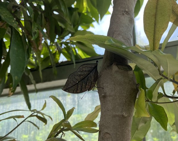 [2024動物園探險隊] 2024_0908_臺北市立動物園(祖父母節)2590250