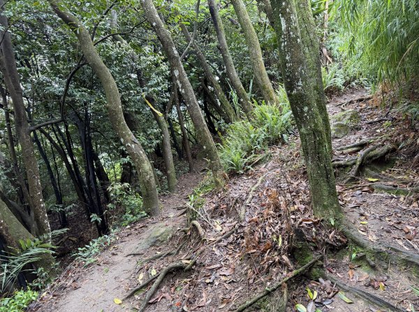 [微笑山線_第三段] 2026_0328 鳶山山系_鳶山彩壁3025680