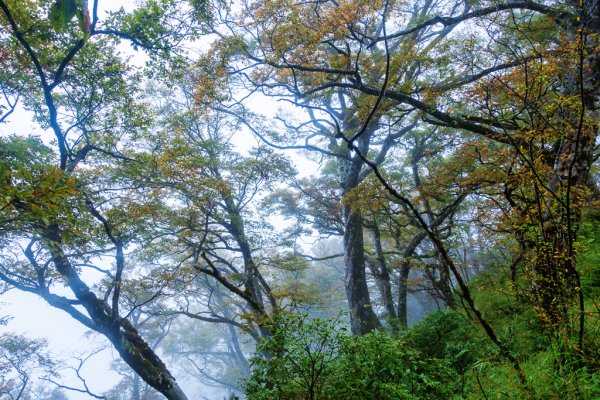 霧色下的太平山台灣山毛櫸步道1144831