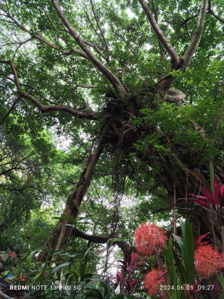 走訪新北市中和區及土城區的名勝古蹟：圓通禪寺、牛埔頭山、新加坡山2518373