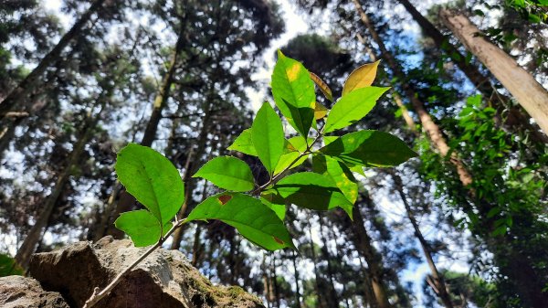 《苗栗》山中水晶蘭｜南庄向天湖山三連峰O型202203131639745