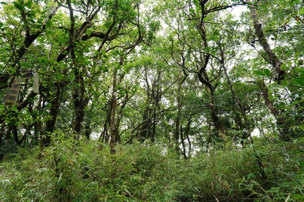 新北 烏來 大礁溪山2821592