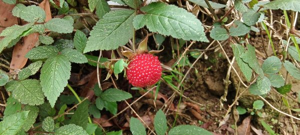 2025/04/13_大窩文史生態區步道2760242