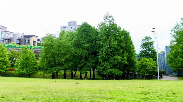 白石湖沒有百合花。晶片關稅2781557