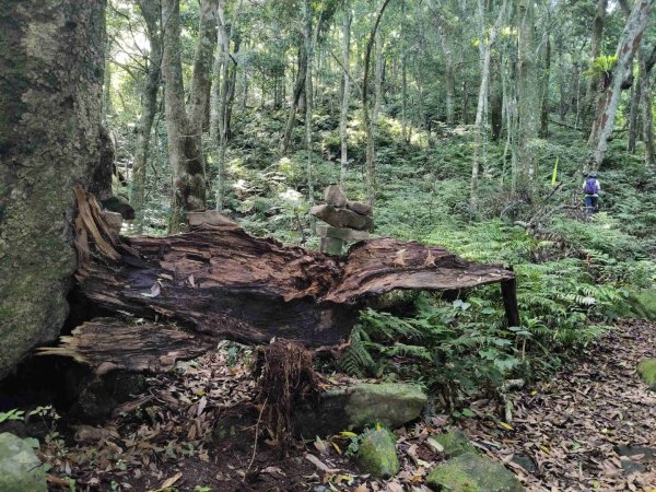 大混李棟山2816318