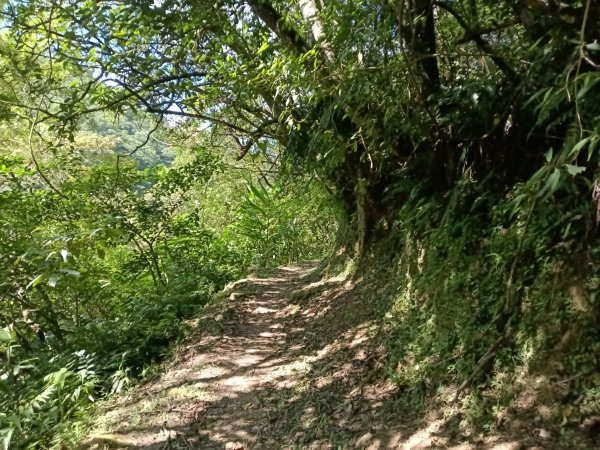 雙溪區北勢溪古道+畚箕湖古道+三層巷古道+北勢溪古道P字走2909465