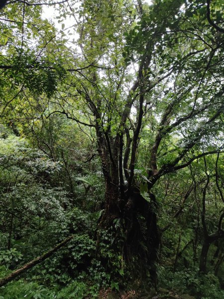 微笑山線：【五分山系】菁桐煤礦段、平溪小黃山段、望古瀑布段2841305