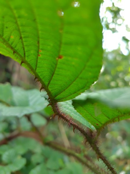 九芎頭步道-雲頂步道-二延平步道-二延平山-茶霧之道2773820