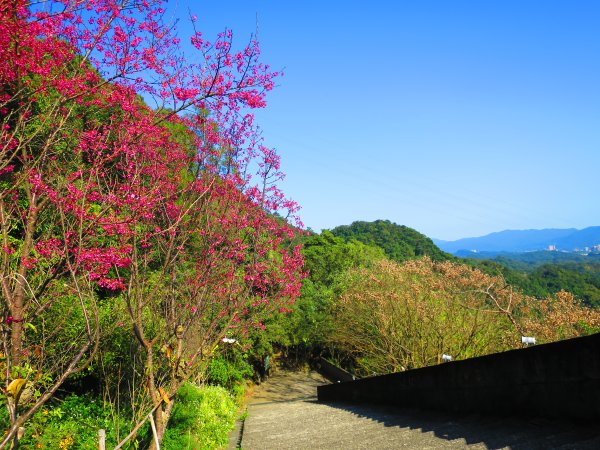 龍年首登的好選擇，鯉躍龍門，搭捷運來內湖爬三尖，鯉魚山、忠勇山、圓覺尖2426523