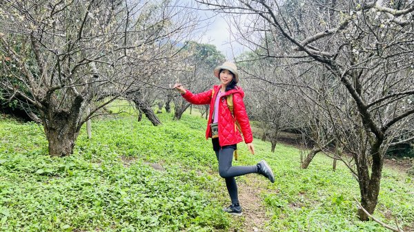 陽明山橫嶺古道|搭公車就能到京都嵐山竹林美景||澄園秘境賞梅前山公園悠閒野餐1603369