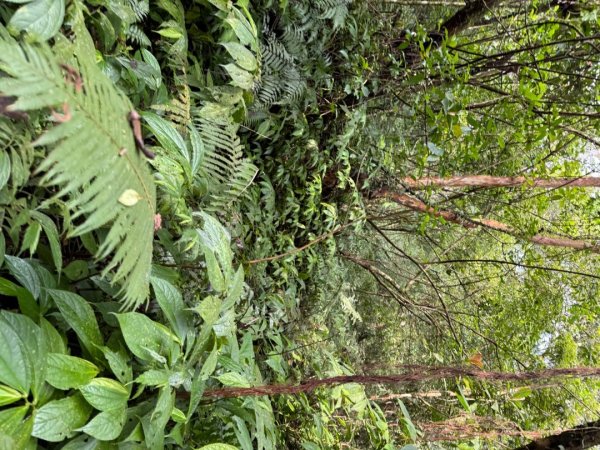 桂山路197巷 》呂奔山北峰 》呂奔山 》阿玉壩2755800