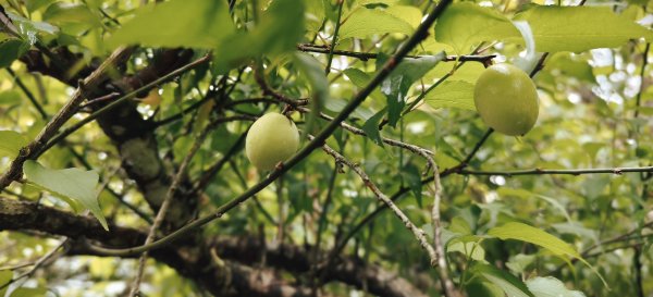 2025/03/16_蓬萊溪護魚步道+萊園坪山2737578