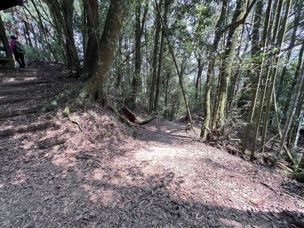 霧之道接茶之道登樂野山和霹靂山2480691