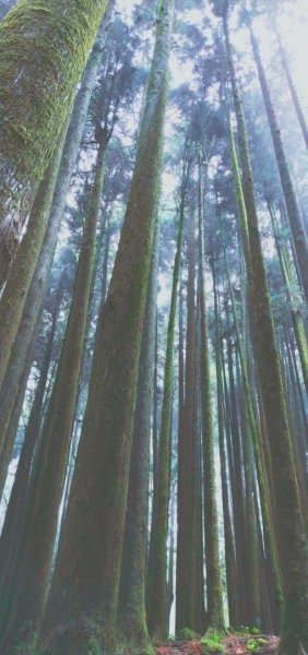 【阿里山森林園區】阿里山神木 八大景點691817