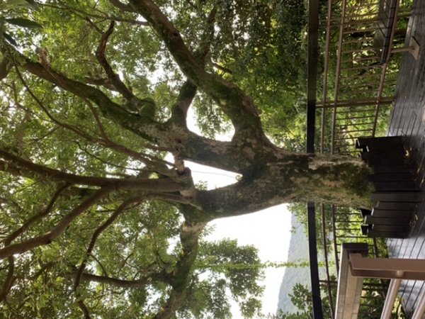 台北大縱走第四段1667328