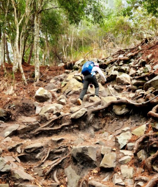【中級山】谷關七雄波津加山2742309