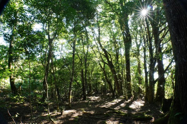 新竹 尖石 屯野生台山、石麻達山、錦屏山2904273
