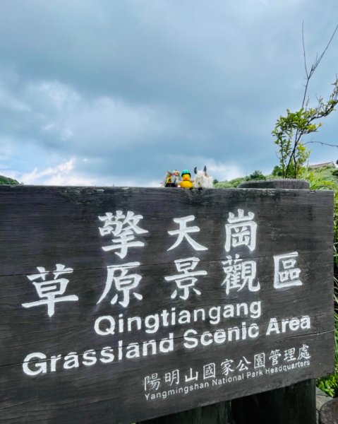 陽明山之美💙擎天崗--大油坑-挑硫古道2515253