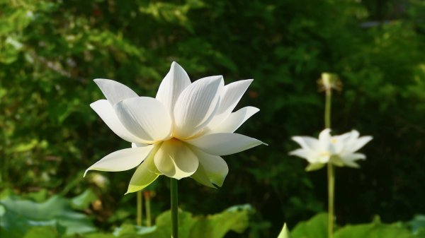 水鬼蕉（蜘蛛百合）3078820