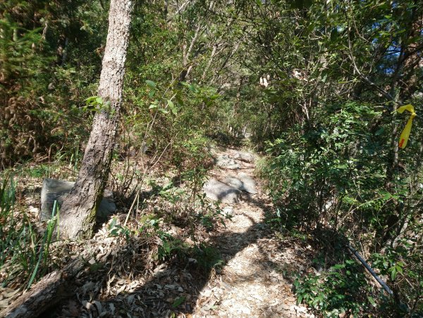 屋我尾山(麗陽線)821152