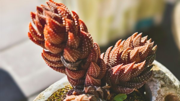 【蛇年走春】高雄桃源 • 世外桃源2700234