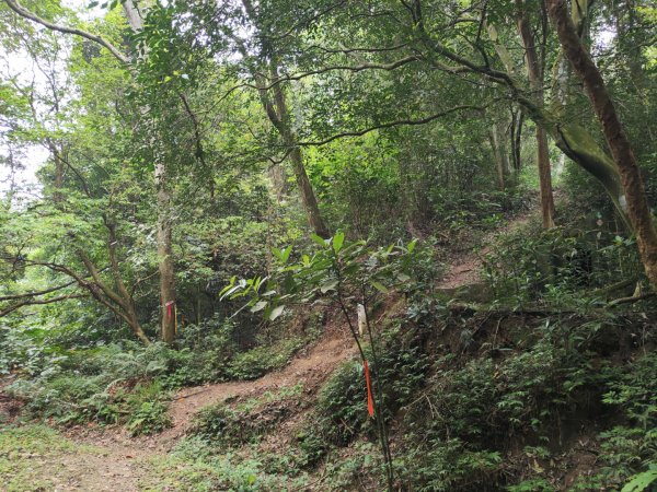 2024.04.14 倒別牛登中坑山飛鳳山O型2922819