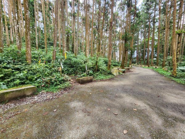 20251228溪頭山龍鳳山嶺頭山O型2992375