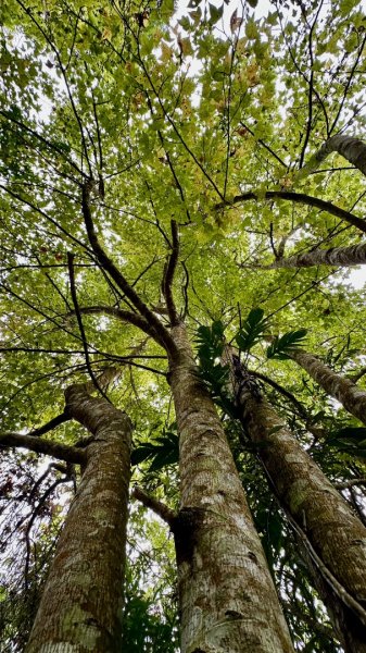 馬那邦山O走2370129