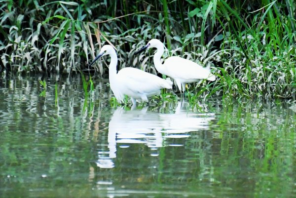 2016年, 九年前, 5, 6月份, 華江雁鴨自然公園2807723
