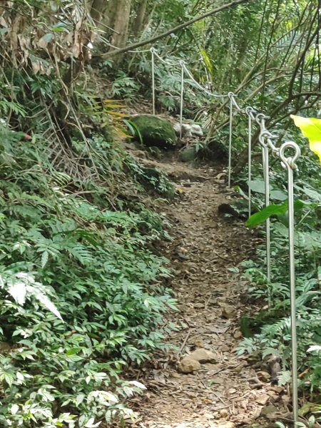 微笑山線：【天上山系】望月亭桐花段2855484