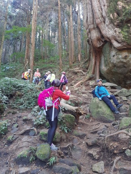 【阿里山鄉】二萬坪步道及神木黑森林1585503