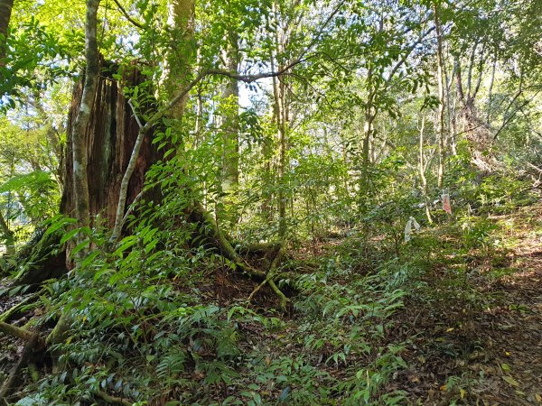 屯野生台山、石麻達山、錦屏山1549121