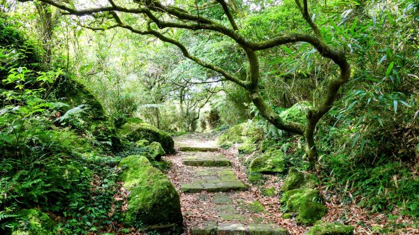 環七星山步道2837879