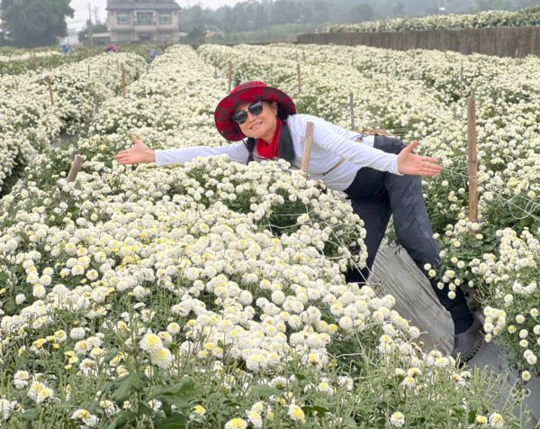 小百岳關刀山889m+銅鑼杭菊1924081