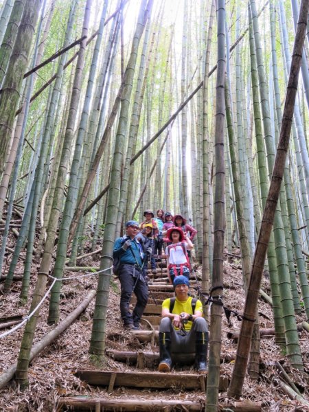 大雪山 長壽山 （肥崠山） 全台最大香杉林1369662