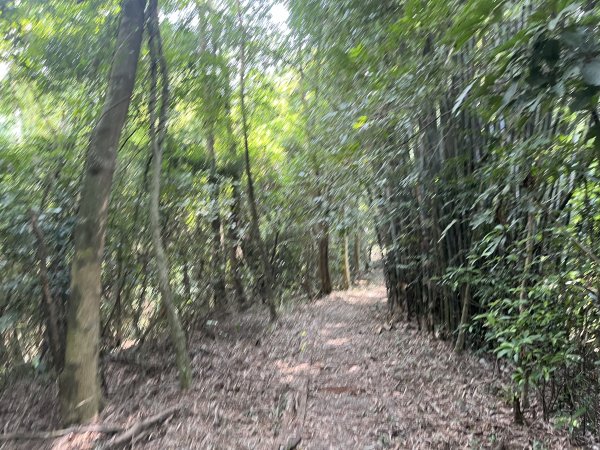 [皮皮獅Hike客任務-09/10] 2024_0831 南埔村觀音步道+挑水壢古道2586323