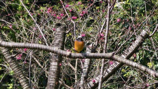 #河津櫻 #八重櫻 #山櫻花 #黃尾鴝 #綠繡眼 #夕陽 2/122997667