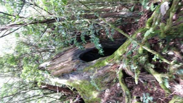 雙龍林道上巒安堂西巒大山1778583