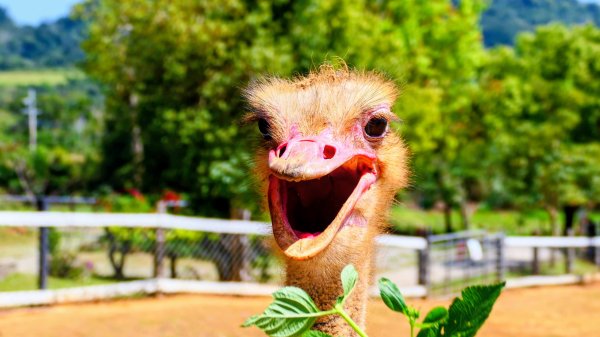 台東原生應用植物園3015252