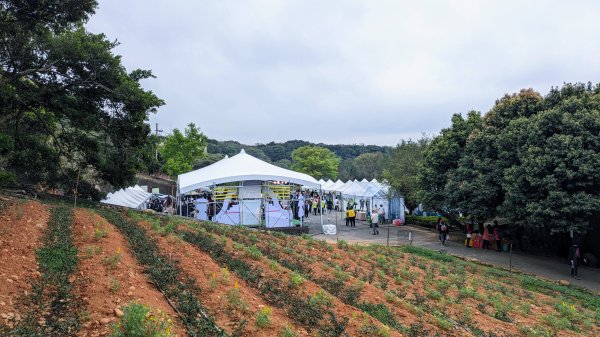 大北坑魯冰花2435726