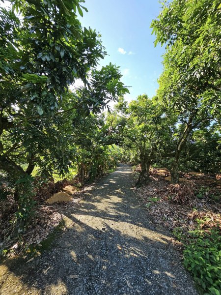 231014-烏山嶺水利古道(西東口縱走)，美美兔沒跟上父八田與一的腳步2317453