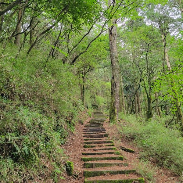 阿里山國家森林遊樂區2549523