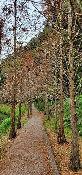 2023-01-01杉林溪青龍蕨類步道(青龍瀑布)、松瀧岩瀑布及天地眼步道1978868