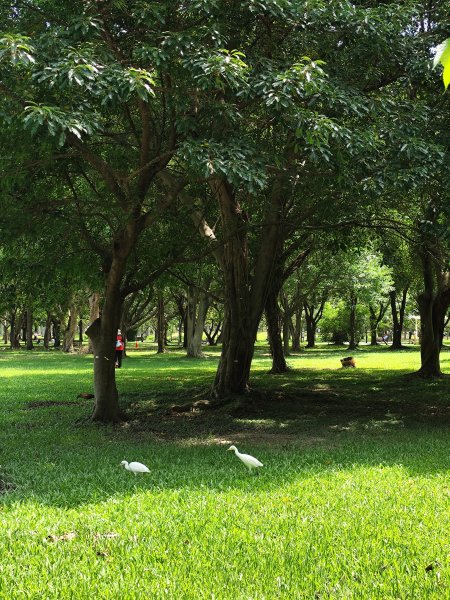 大安森林公園【走路趣尋寶】【臺北健走趣】2551434