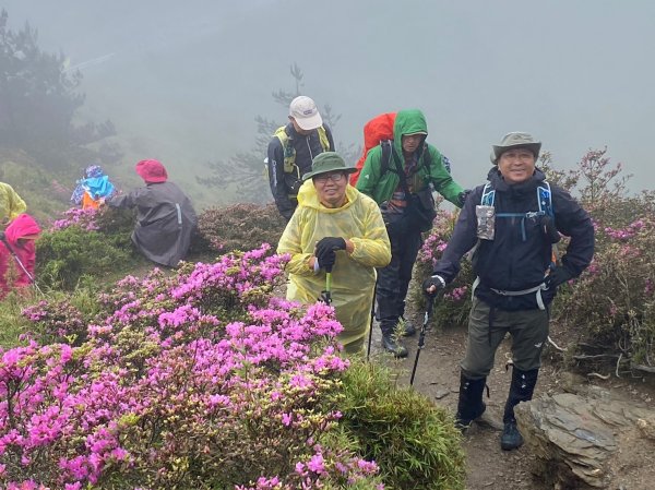 合歡北峰紅毛杜鵑盛開_202406052518325