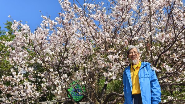 #中山樓 #陽明公園 #十八份 #墨染櫻 #吉野櫻 #唐棉 #小實女貞 #大紅蛺蝶 #夕陽 3/13017012