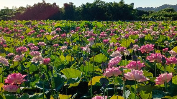 雲山水花鳥蝶 - 天龍國阿伯的日常7/162551893