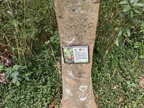 [百山百鳥尋旅-15/15] 2025_0929 硬漢嶺步道(觀音山)2901003