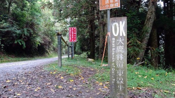 觀霧森林雲霧步道2290401